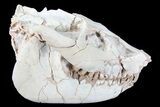Beautiful, Oreodont (Leptauchenia) Skull #77820-1